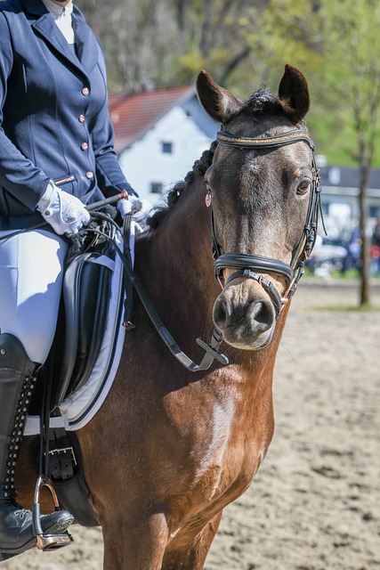 球巨星的独 球巨星的独